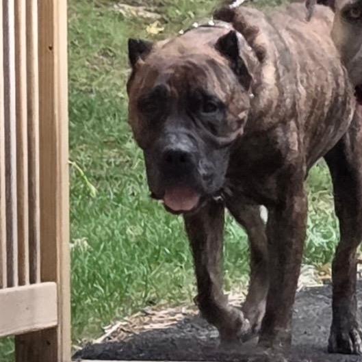 Enlarge ShugAvery (fka Whippany), a Adoptable Presa Canario in manchester, PA image 3/6