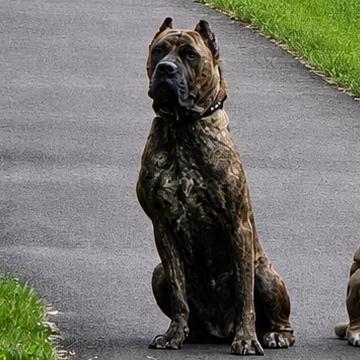 Enlarge ShugAvery (fka Whippany), a Adoptable Presa Canario in manchester, PA image 4/6