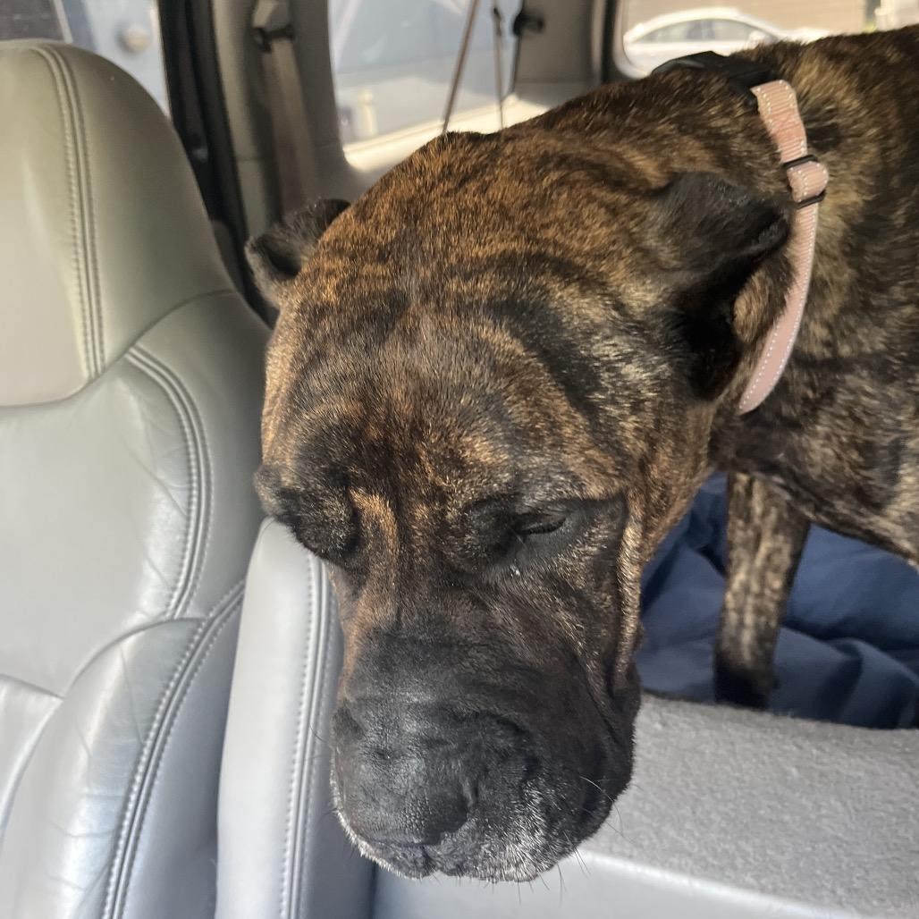 Enlarge ShugAvery (fka Whippany), a Adoptable Presa Canario in manchester, PA image 5/6
