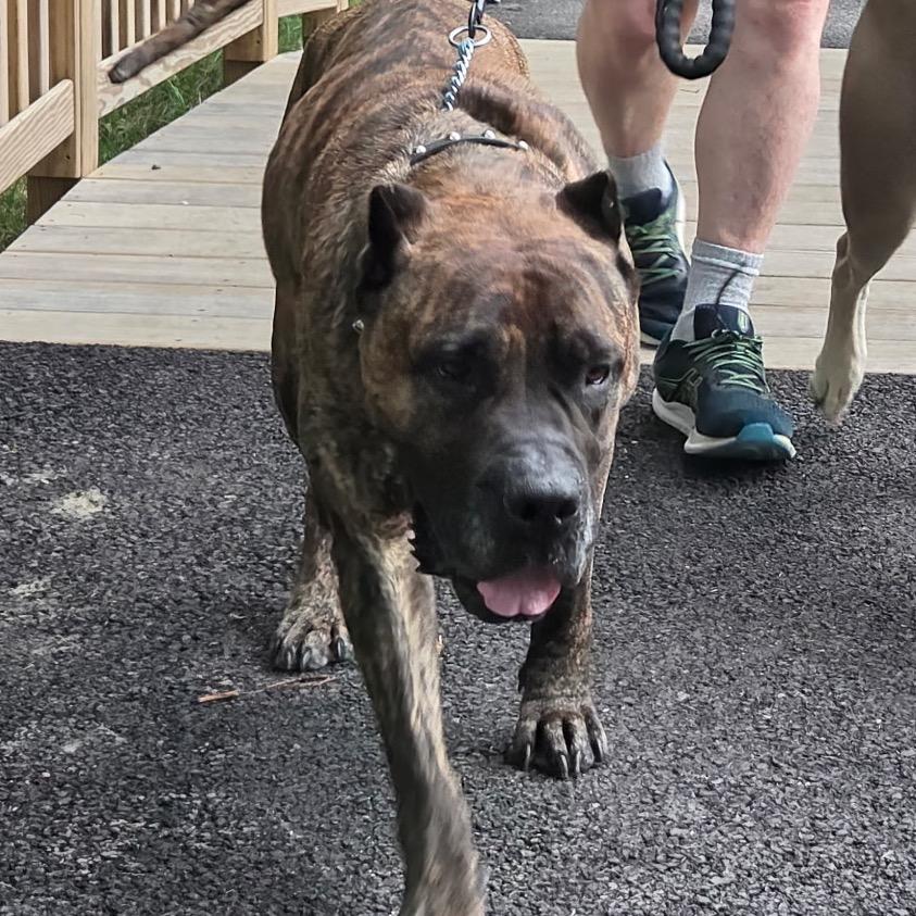 Enlarge ShugAvery (fka Whippany), a Adoptable Presa Canario in manchester, PA image 6/6