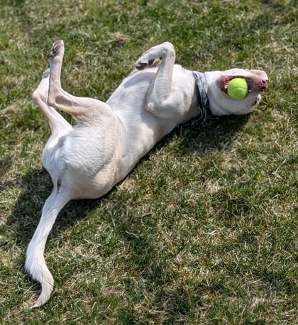Enlarge Caesar, a Adoptable mixed breed in Missoula, MT image 1/3