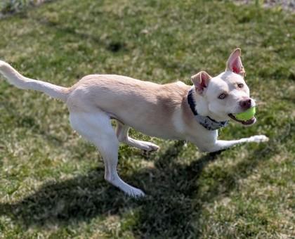 Enlarge Caesar, a Adoptable mixed breed in Missoula, MT image 2/3