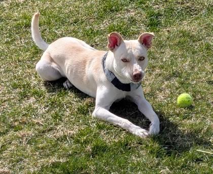 Enlarge Caesar, a Adoptable mixed breed in Missoula, MT image 3/3