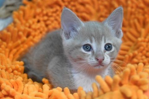 Crumb Cake, Adopted, Kitten Female Domestic Short Hair.