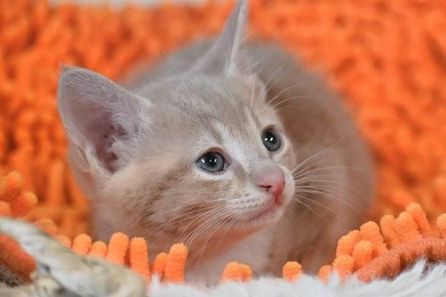 Enlarge Crumb Cake, a Adopted mixed breed in St. James City, FL image 2/2