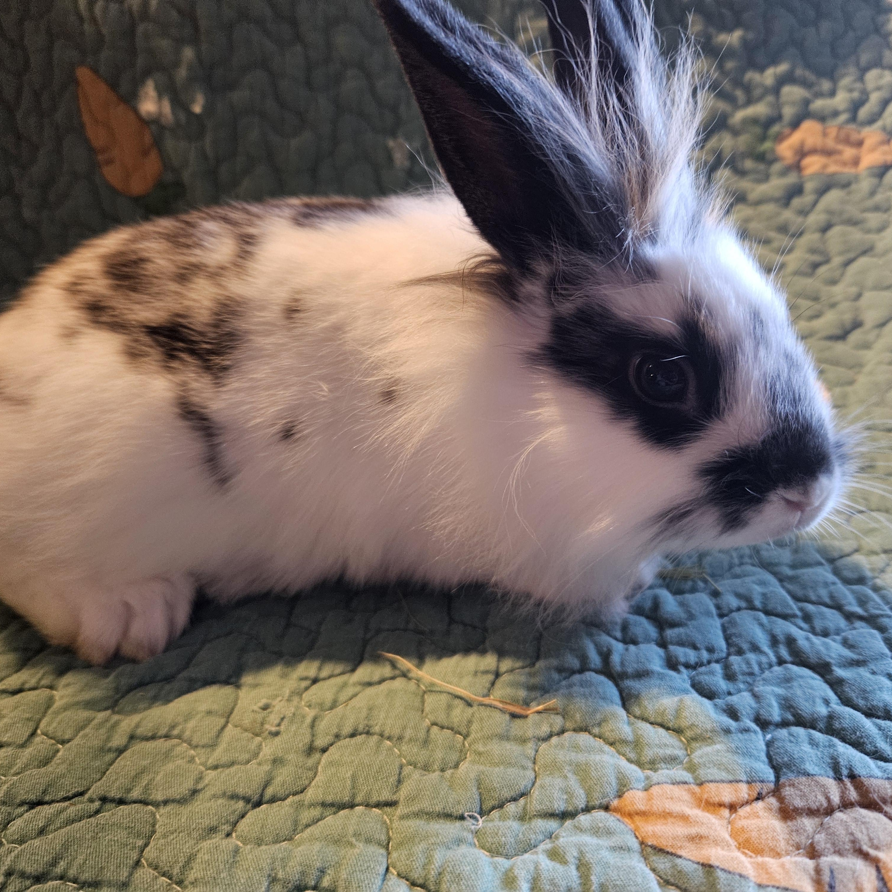 Enlarge Dox, an adopted mixed breed in FOLEY, AL image 2/2