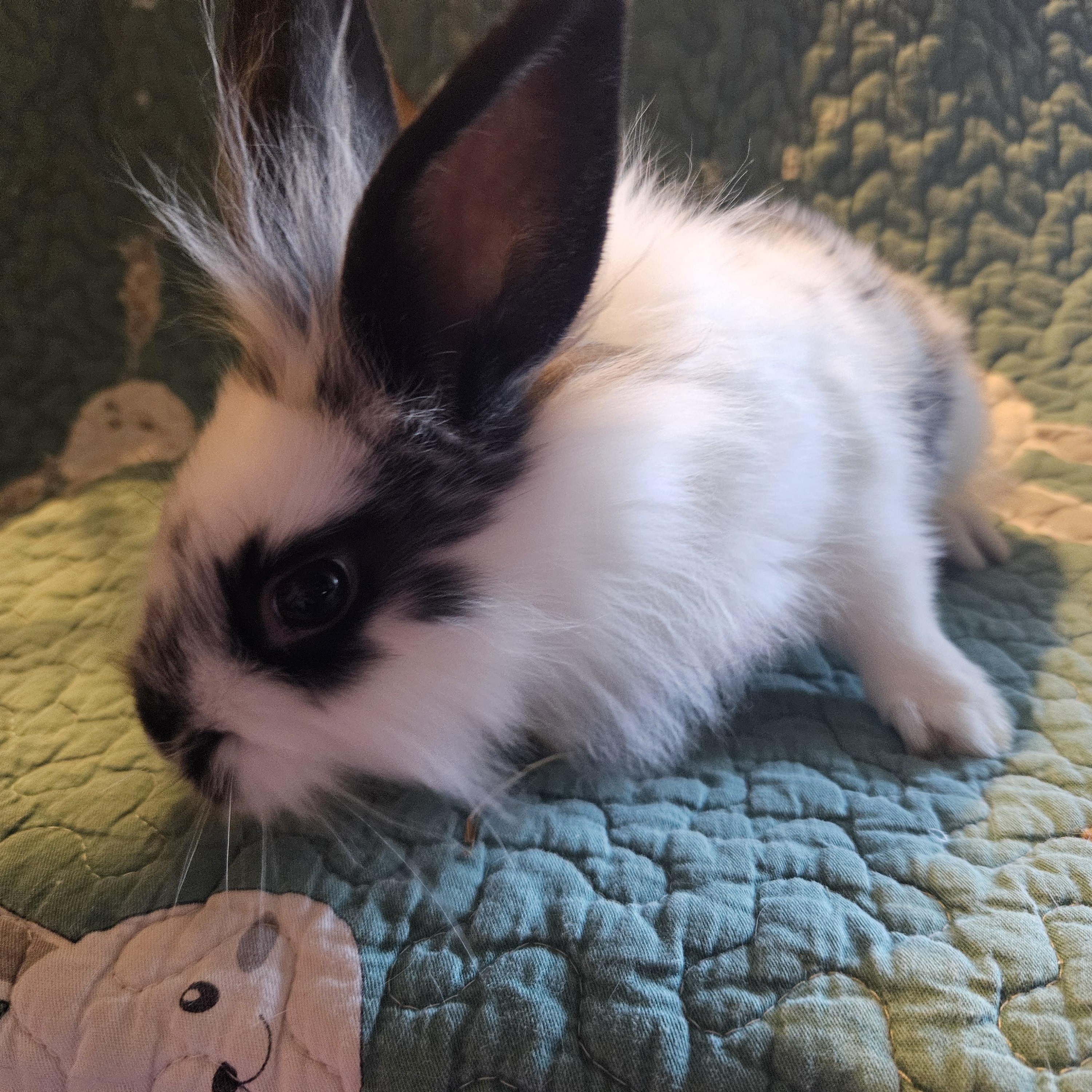 Dox, adopted, Baby Male Lionhead & Mini Rex.
