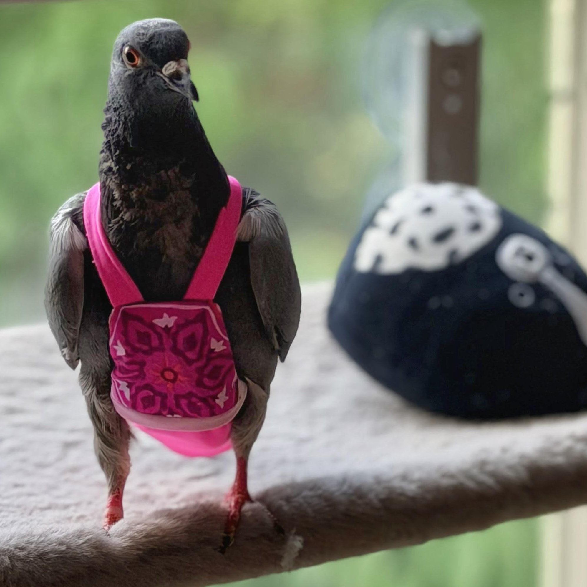 Radagast, a ADOPTABLE Pigeon in Chicago, IL image 1/4