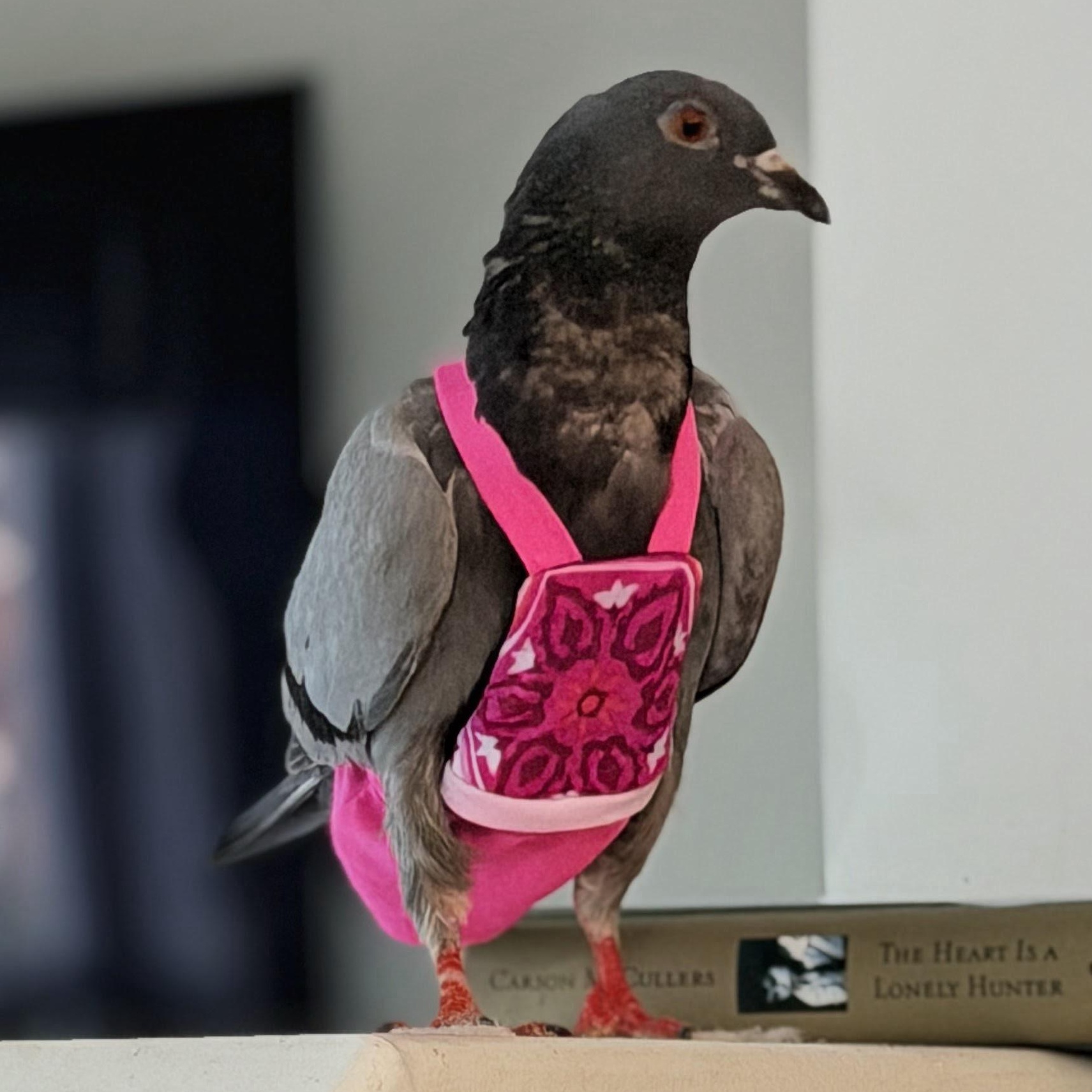 Radagast, a ADOPTABLE Pigeon in Chicago, IL image 2/4