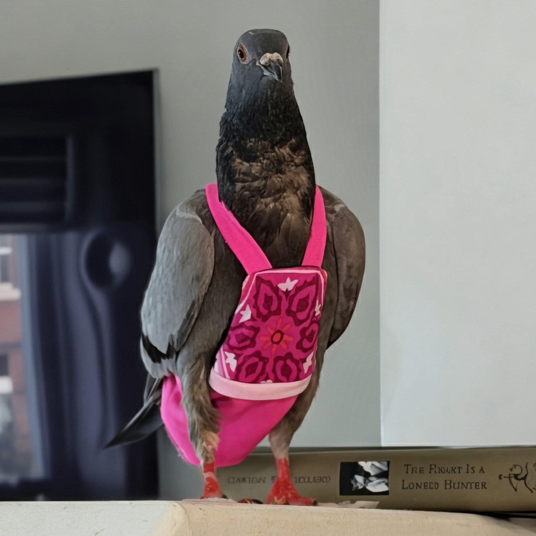 Radagast, a ADOPTABLE Pigeon in Chicago, IL image 3/4
