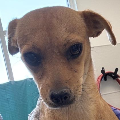 Bambi, Adoptable, Adult Female Chihuahua & Mixed Breed.