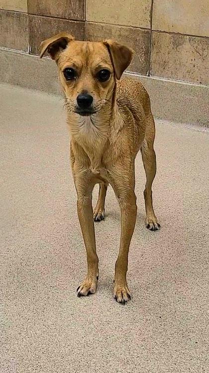Enlarge Bambi, a Adoptable mixed breed in Phoenix, AZ image 2/3
