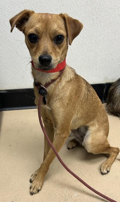 Enlarge Bambi, a Adoptable mixed breed in Phoenix, AZ image 3/3