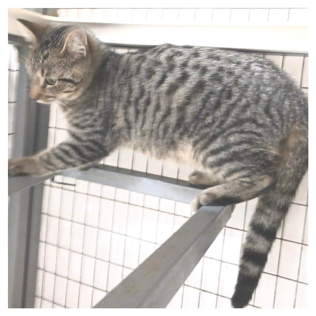 Tippy, Adoptable, Adult Female Domestic Medium Hair.