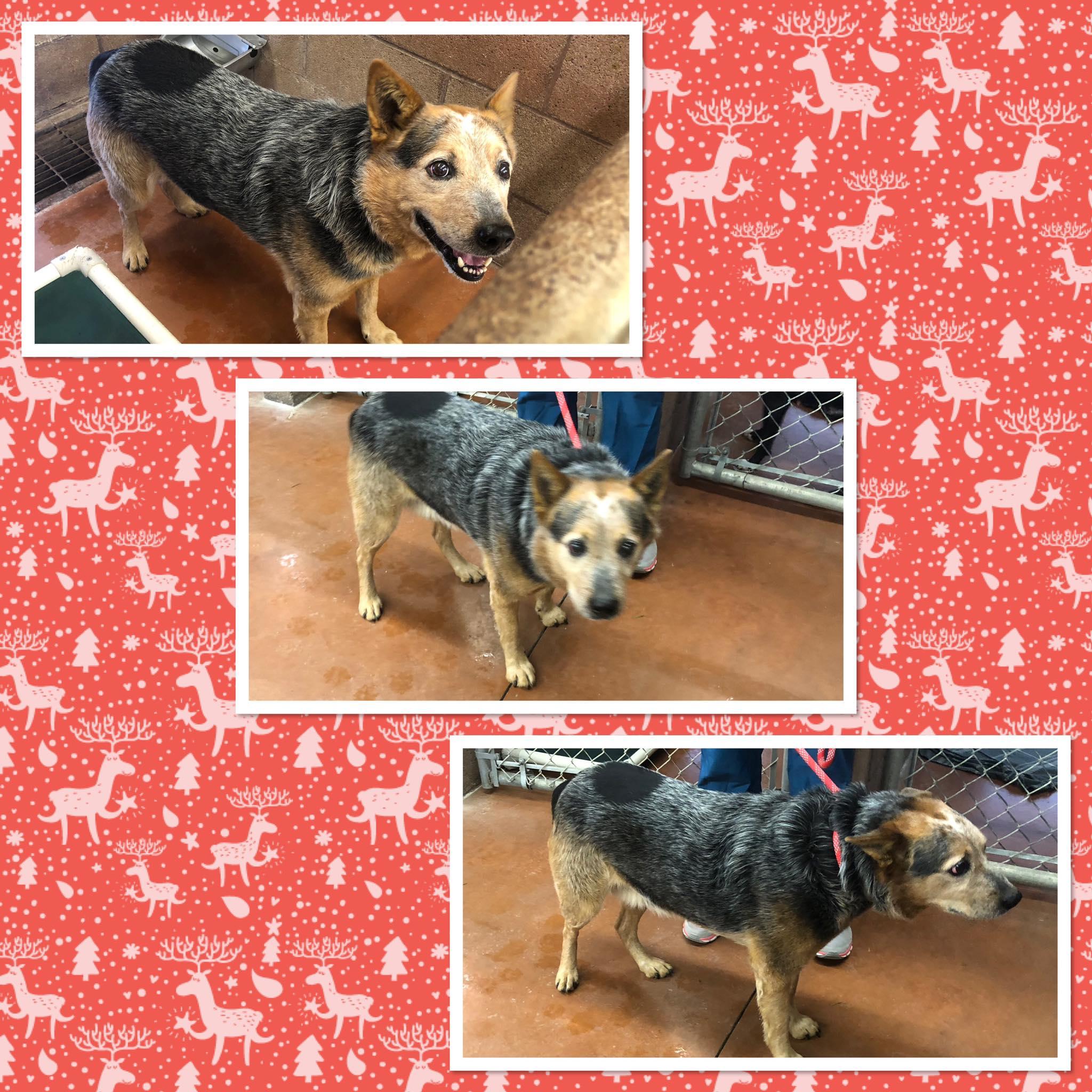BO JACK, ADOPTABLE, Adult Male Australian Cattle Dog / Blue Heeler.
