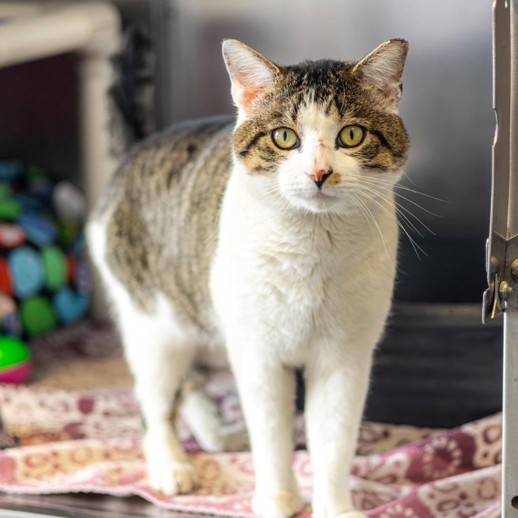 P. Sherman Wallaby — thumbnail 2