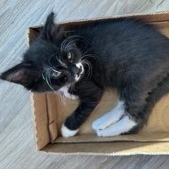 Bodie, a Adoptable Domestic Short Hair in Gardnerville, NV image 2/3