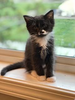 Bodie, Adoptable, Kitten Male Domestic Short Hair.