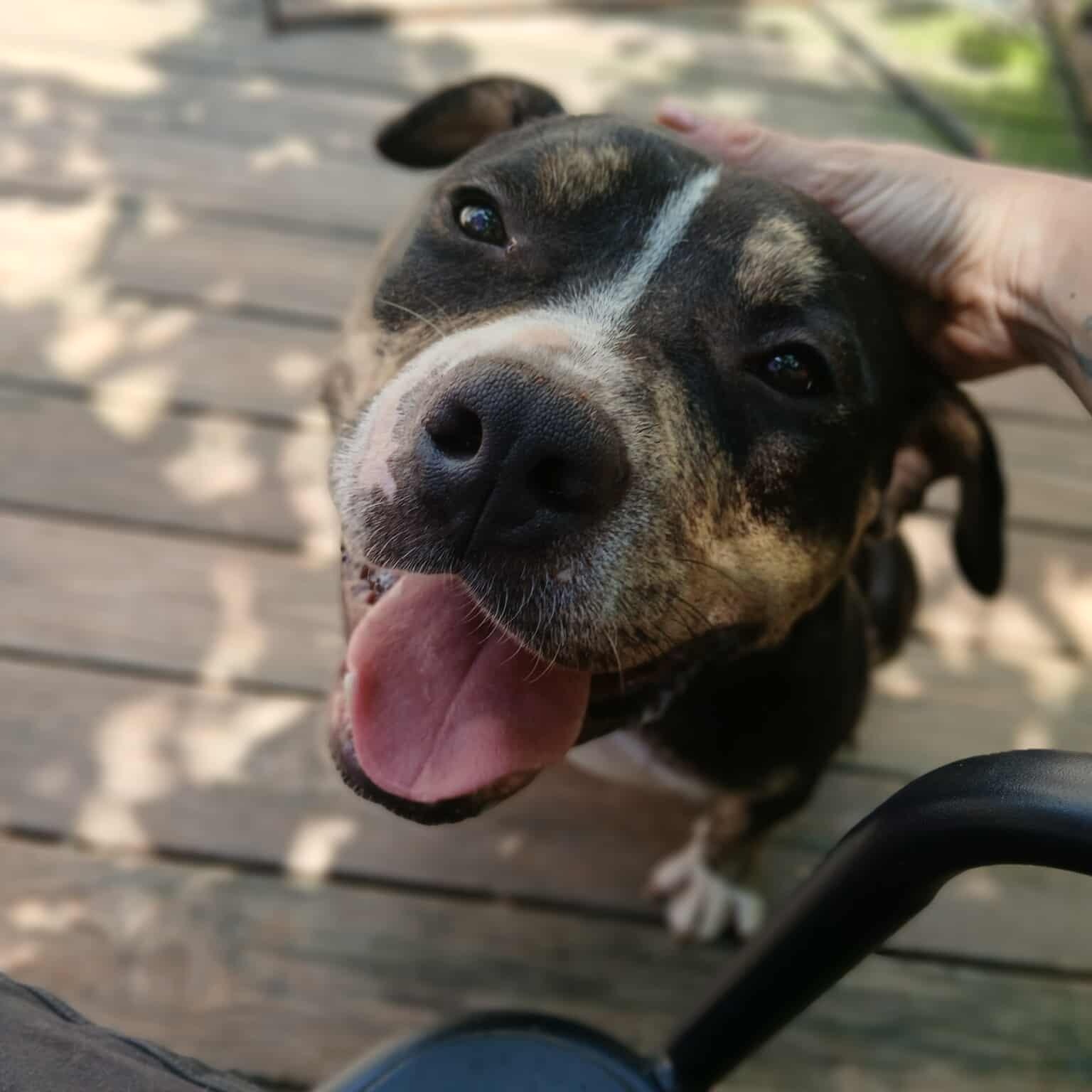 Rollo