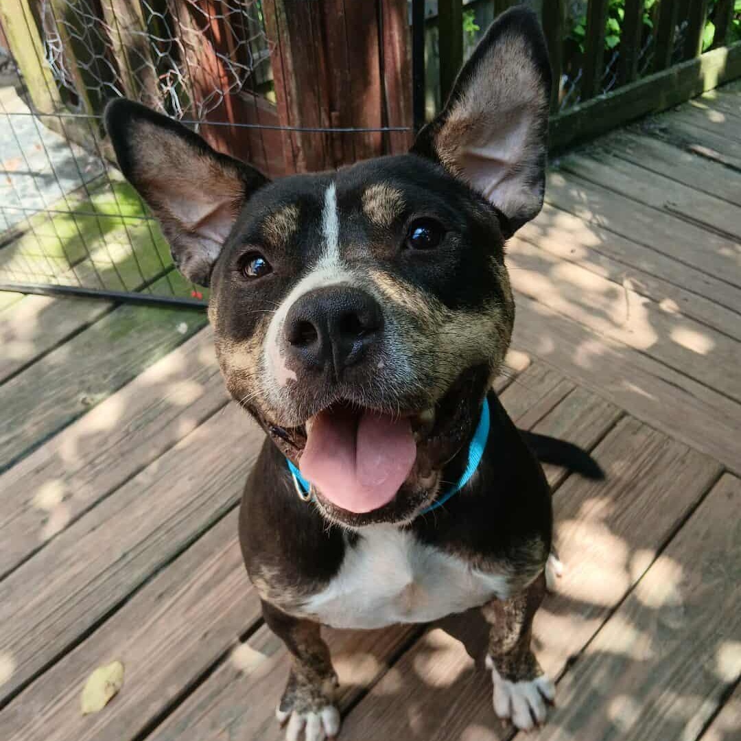 Rollo