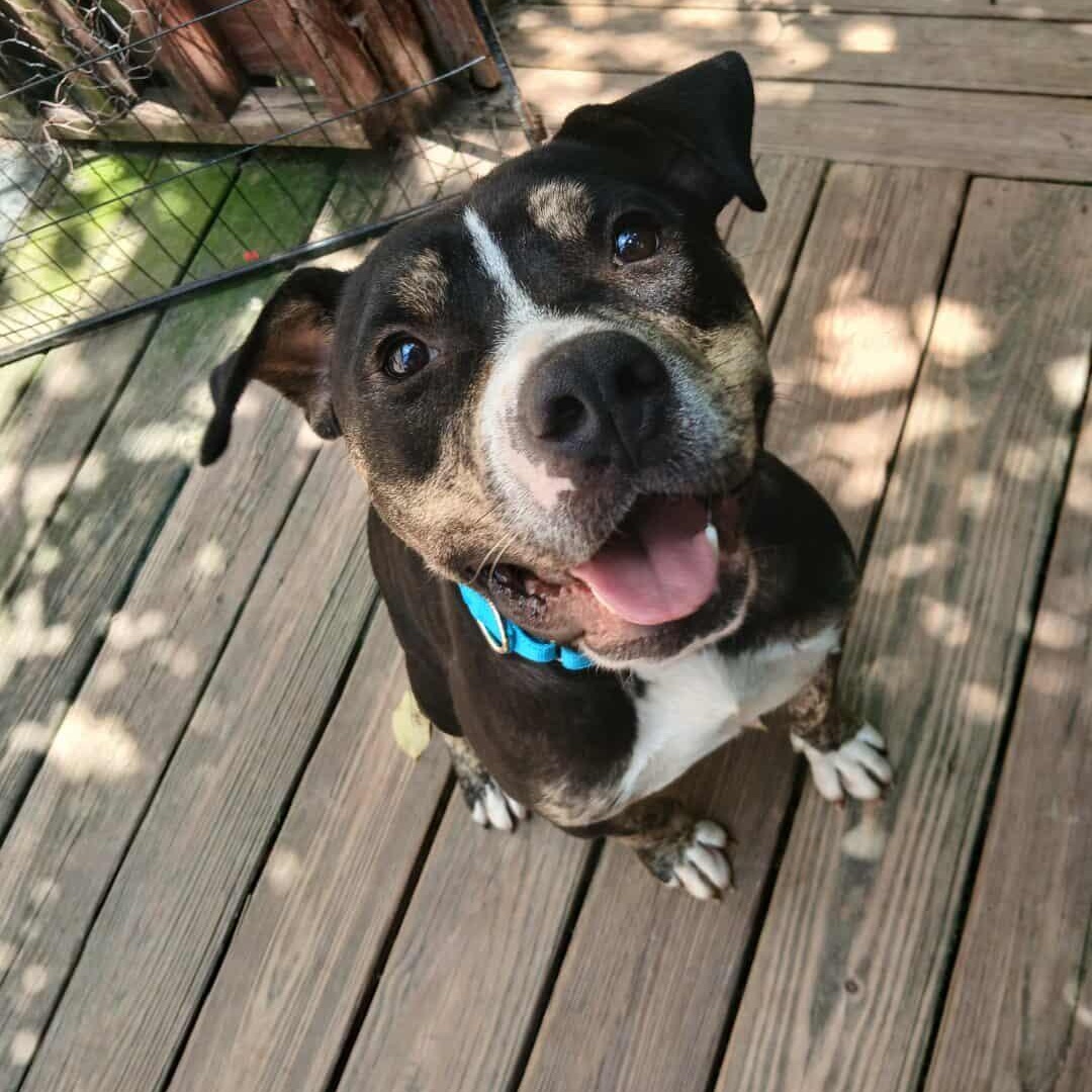 Rollo