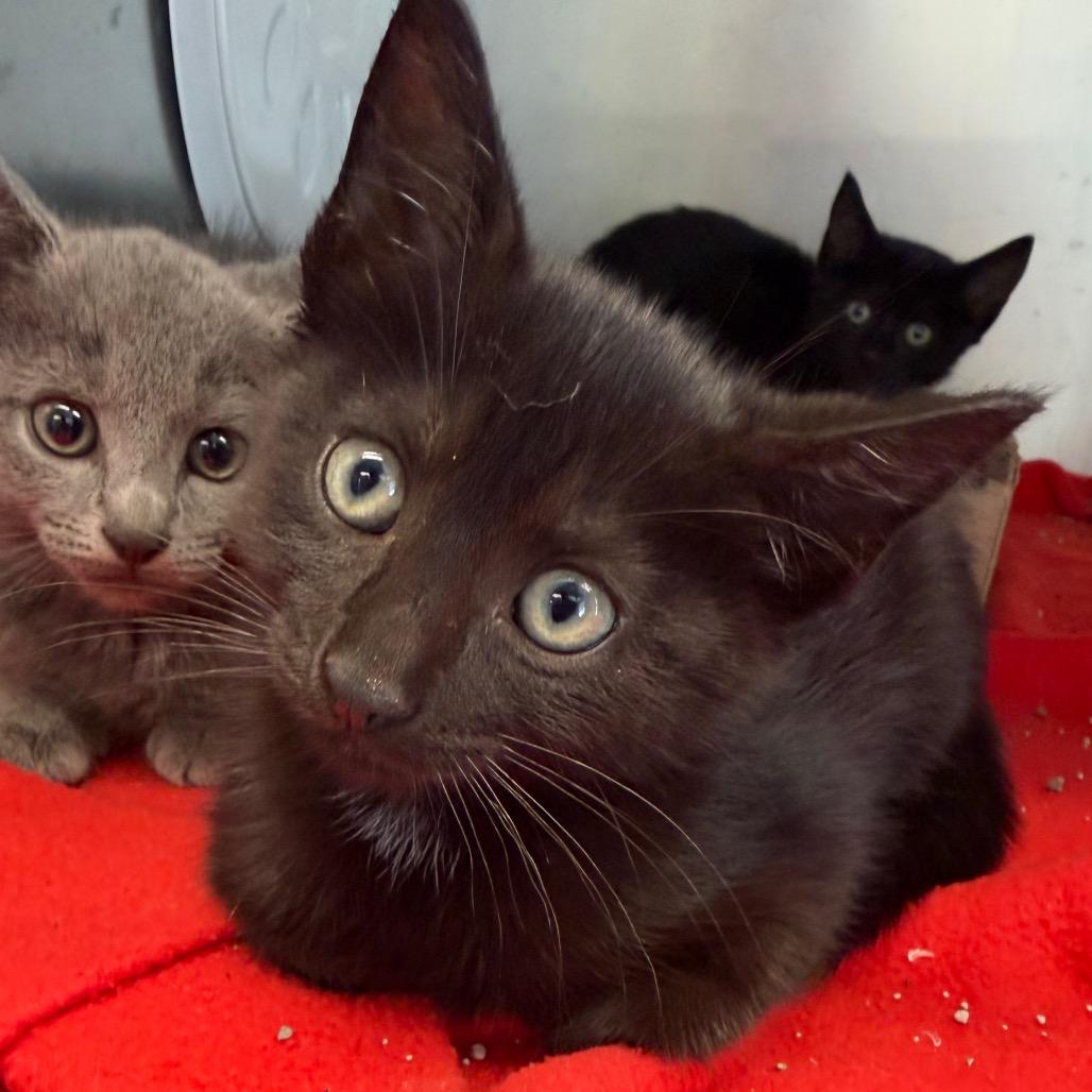 Minotaur, Adoptable, Kitten Male Domestic Short Hair.