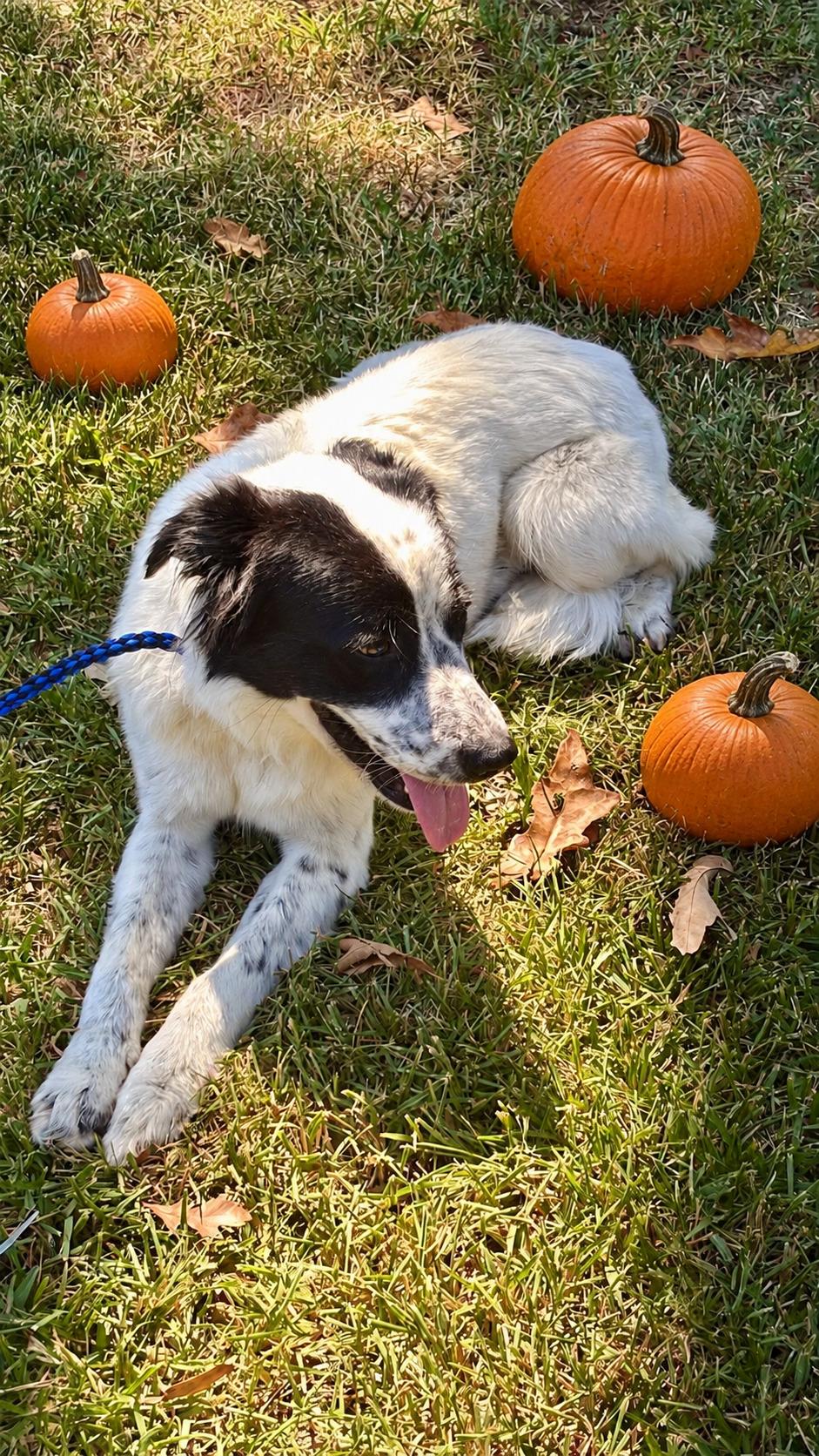 Enlarge Meg, a Adoptable mixed breed in Willington, CT image 4/6