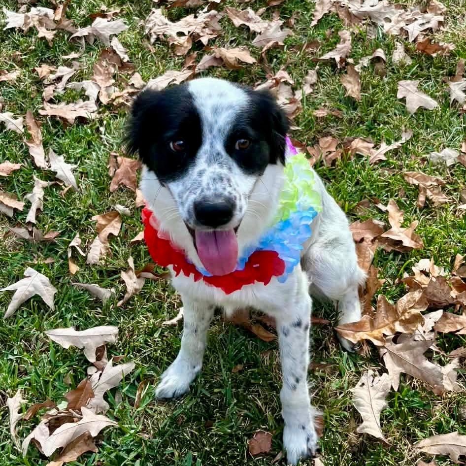 Enlarge Meg, a Adoptable mixed breed in Willington, CT image 6/6