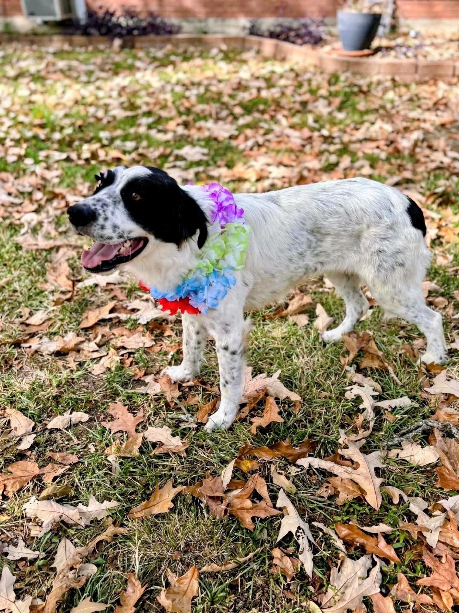 Enlarge Meg, a Adoptable mixed breed in Willington, CT image 2/6