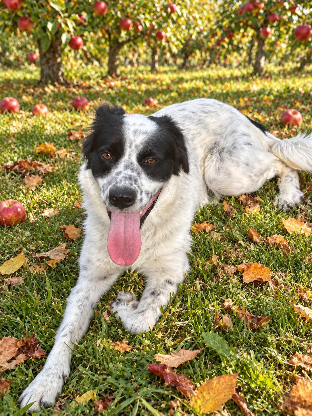 Enlarge Meg, a Adoptable mixed breed in Willington, CT image 1/6