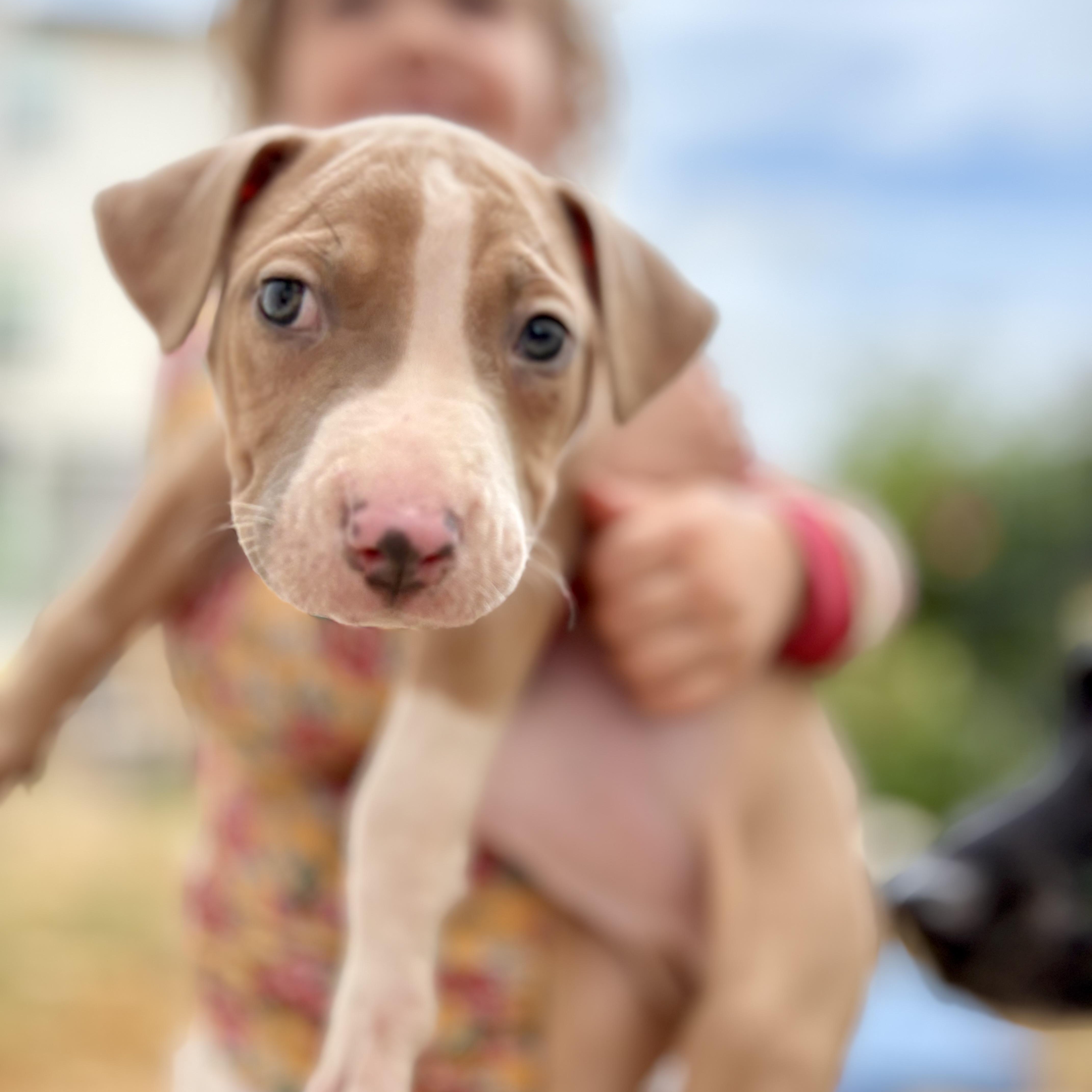 Enlarge Biscuit, a Adoptable mixed breed in Salem, VA image 2/5