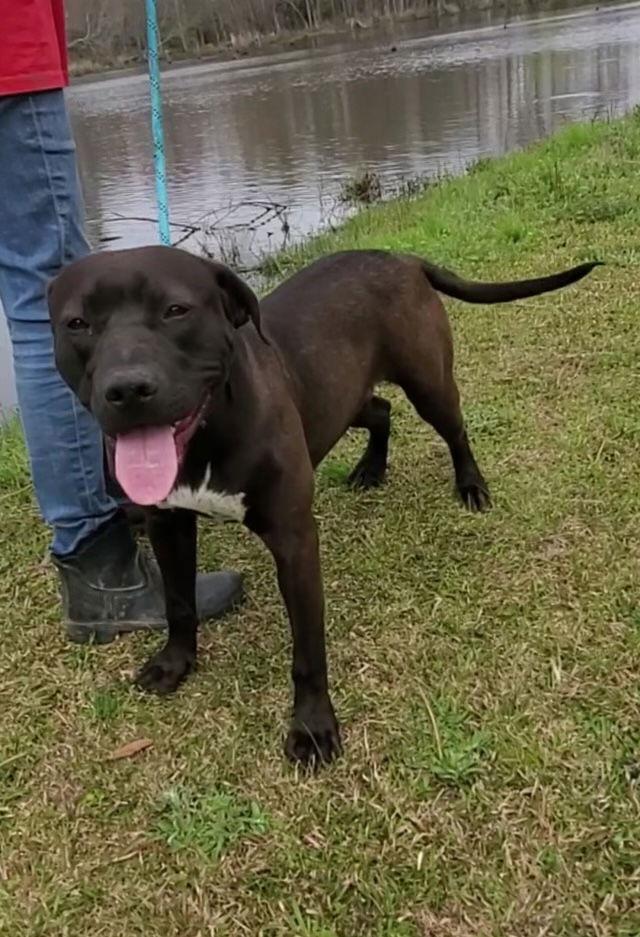 Travis, Adoptable, Adult Male Labrador Retriever.