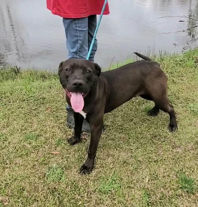 Travis, a Adoptable Labrador Retriever in Ringoes, NJ image 2/3