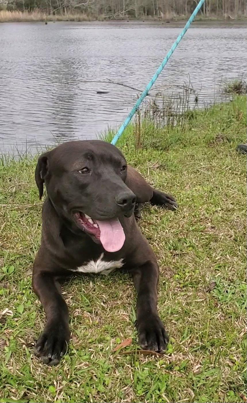 Travis, a Adoptable Labrador Retriever in Ringoes, NJ image 3/3