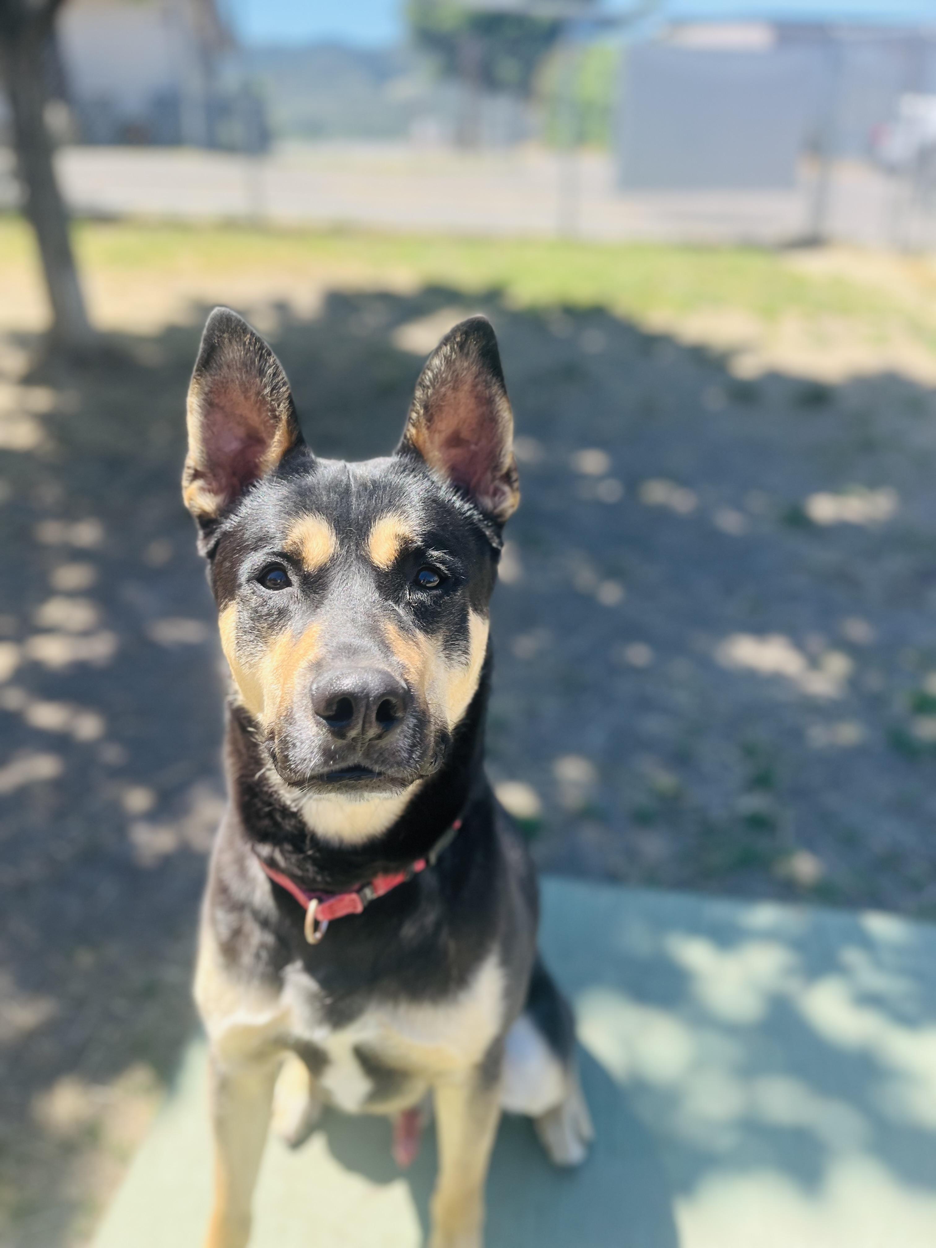 Enlarge Taco, a ADOPTABLE mixed breed in Phoenix, OR image 5/5