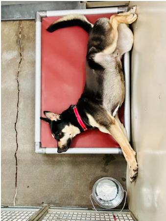 Enlarge Taco, a ADOPTABLE mixed breed in Phoenix, OR image 2/5