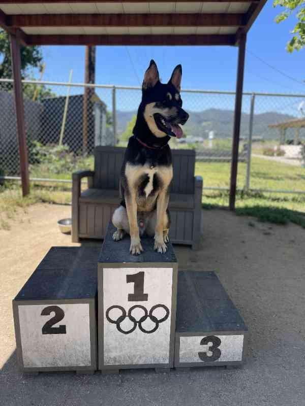 Enlarge Taco, a ADOPTABLE mixed breed in Phoenix, OR image 3/5