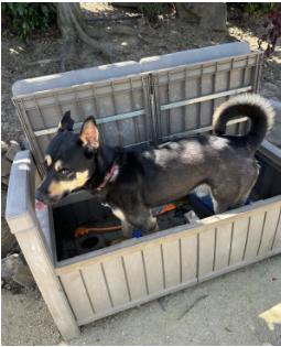 Enlarge Taco, a ADOPTABLE mixed breed in Phoenix, OR image 4/5