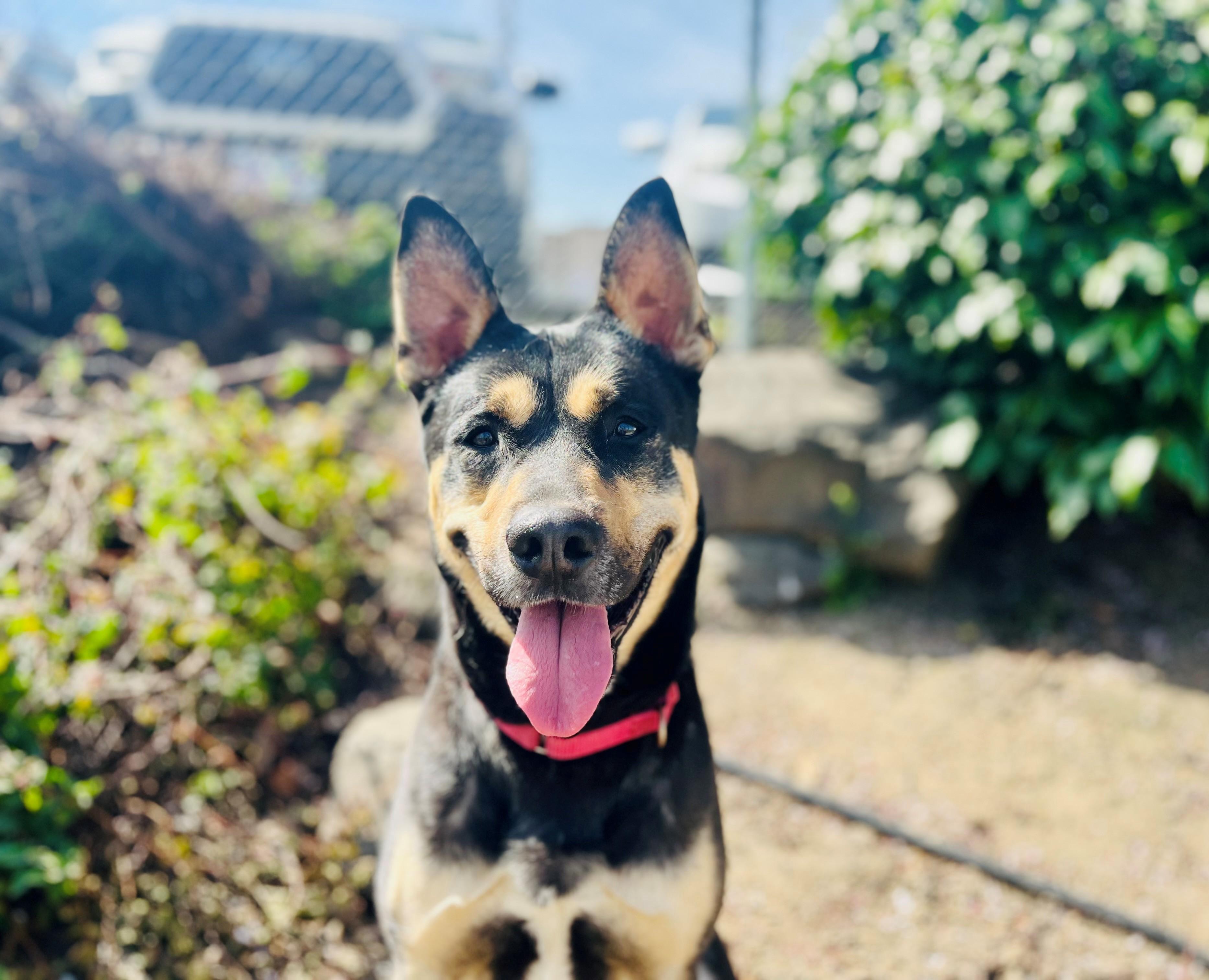 Taco, ADOPTABLE, Young Male Shepherd.