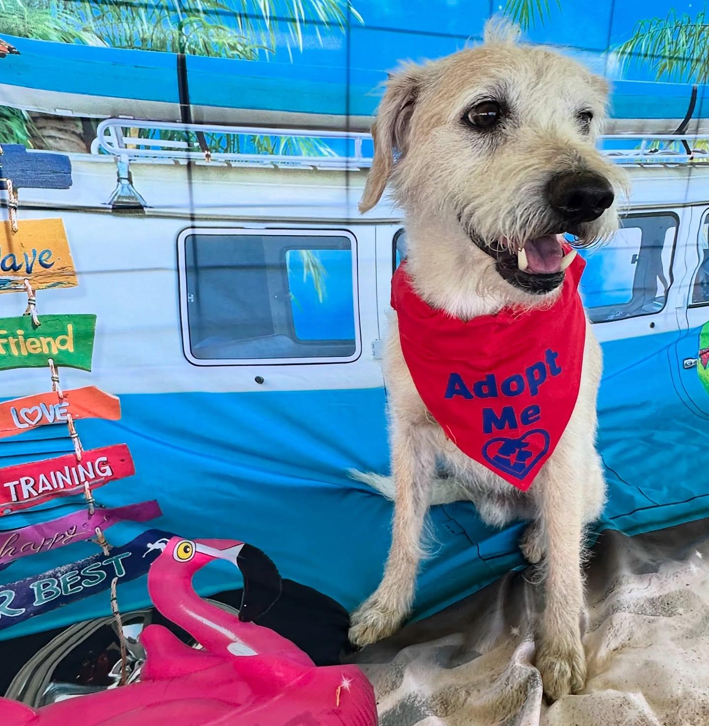 Trained Adoptable Dogs: Discover Your Perfect Companion