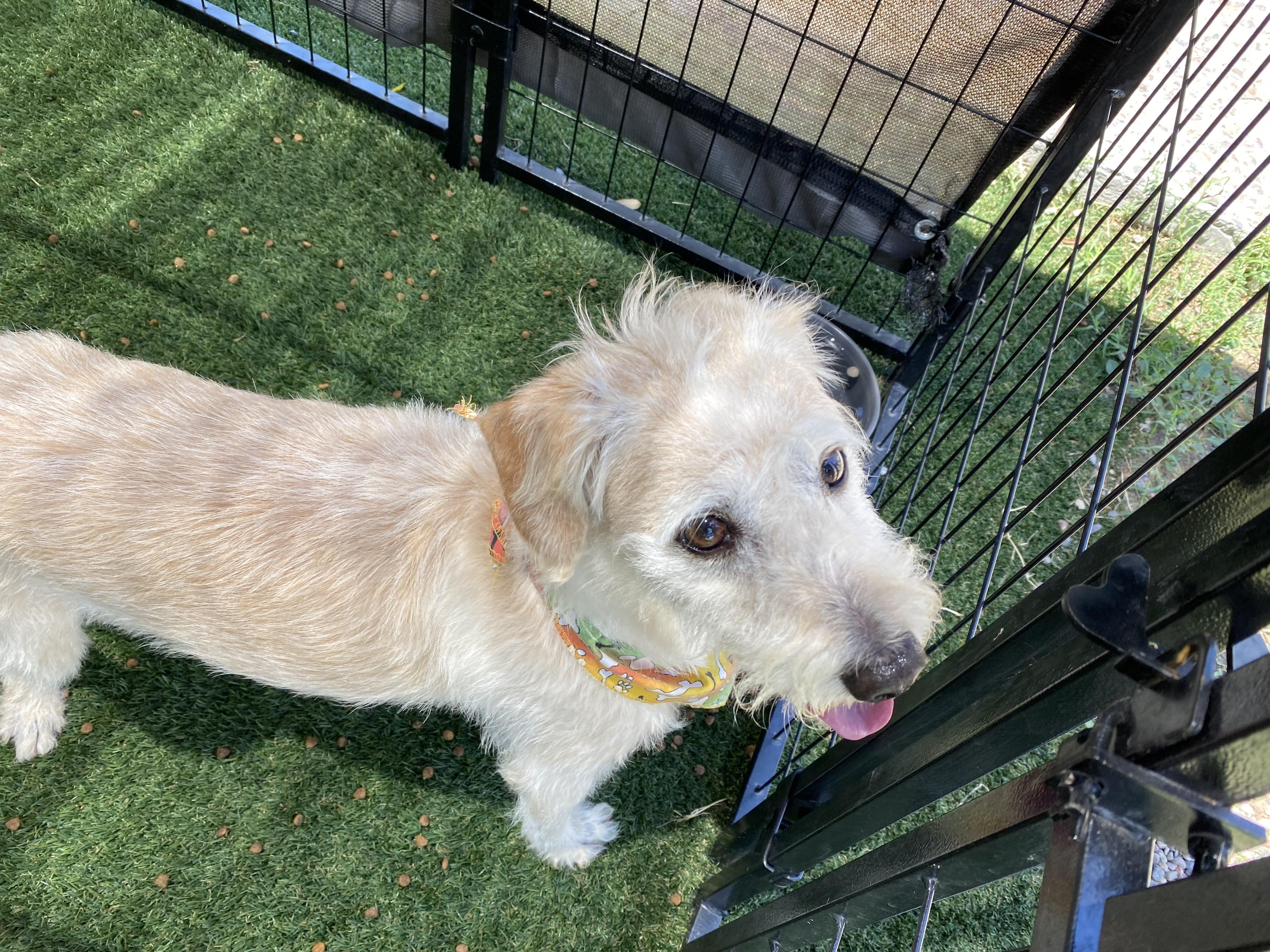 Benji
