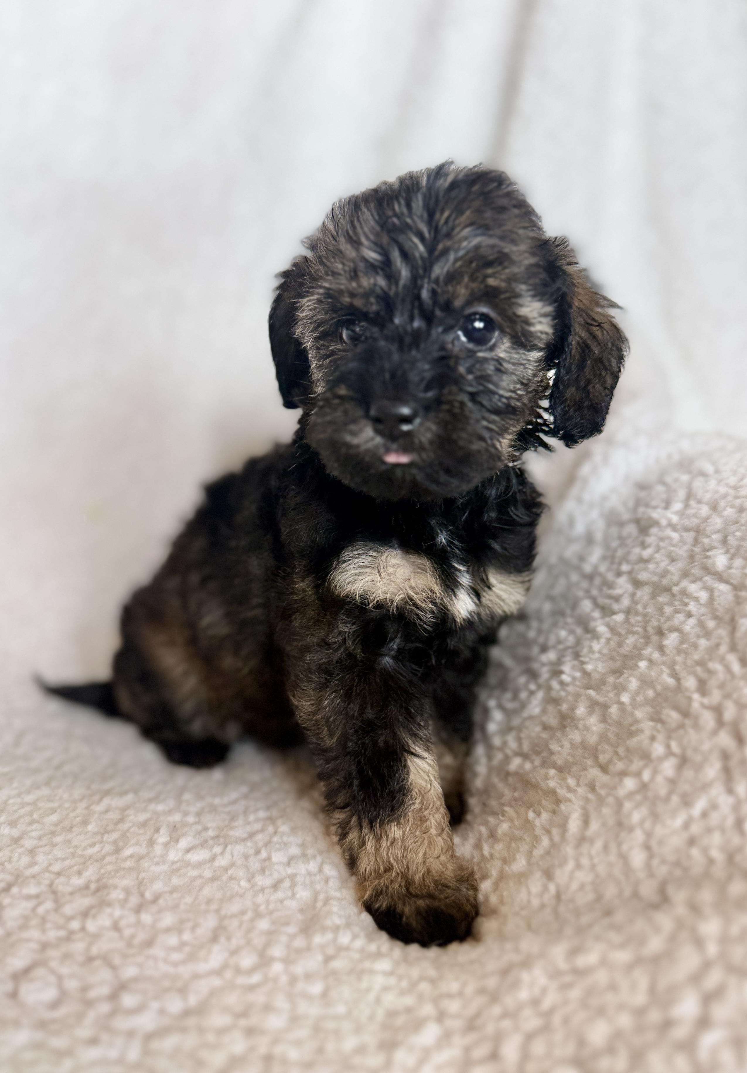 Enlarge Penelope, an adopted mixed breed in Hustisford , WI image 2/3