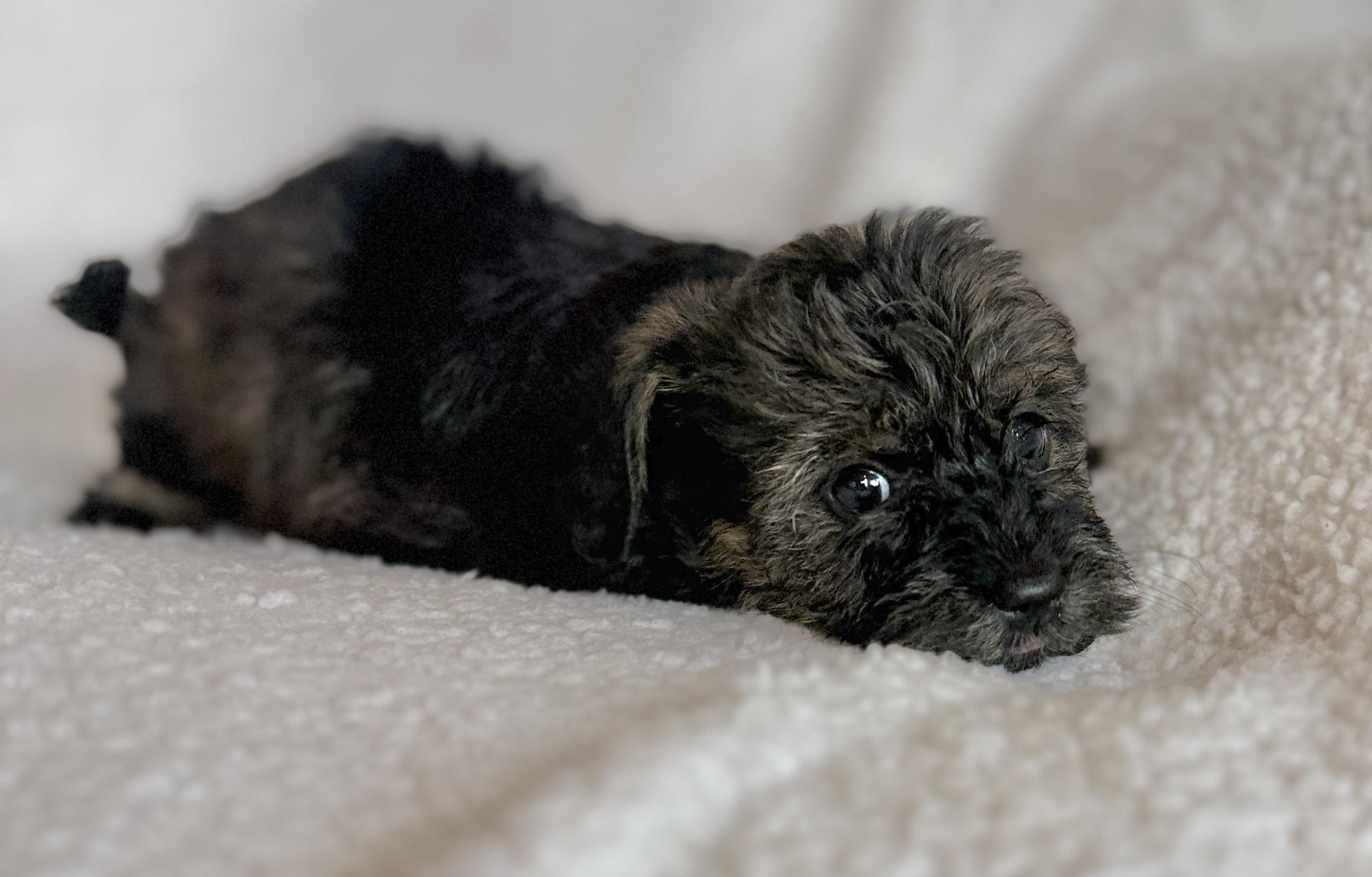 Penelope, adopted, Puppy Female Miniature Dachshund & Miniature Poodle.