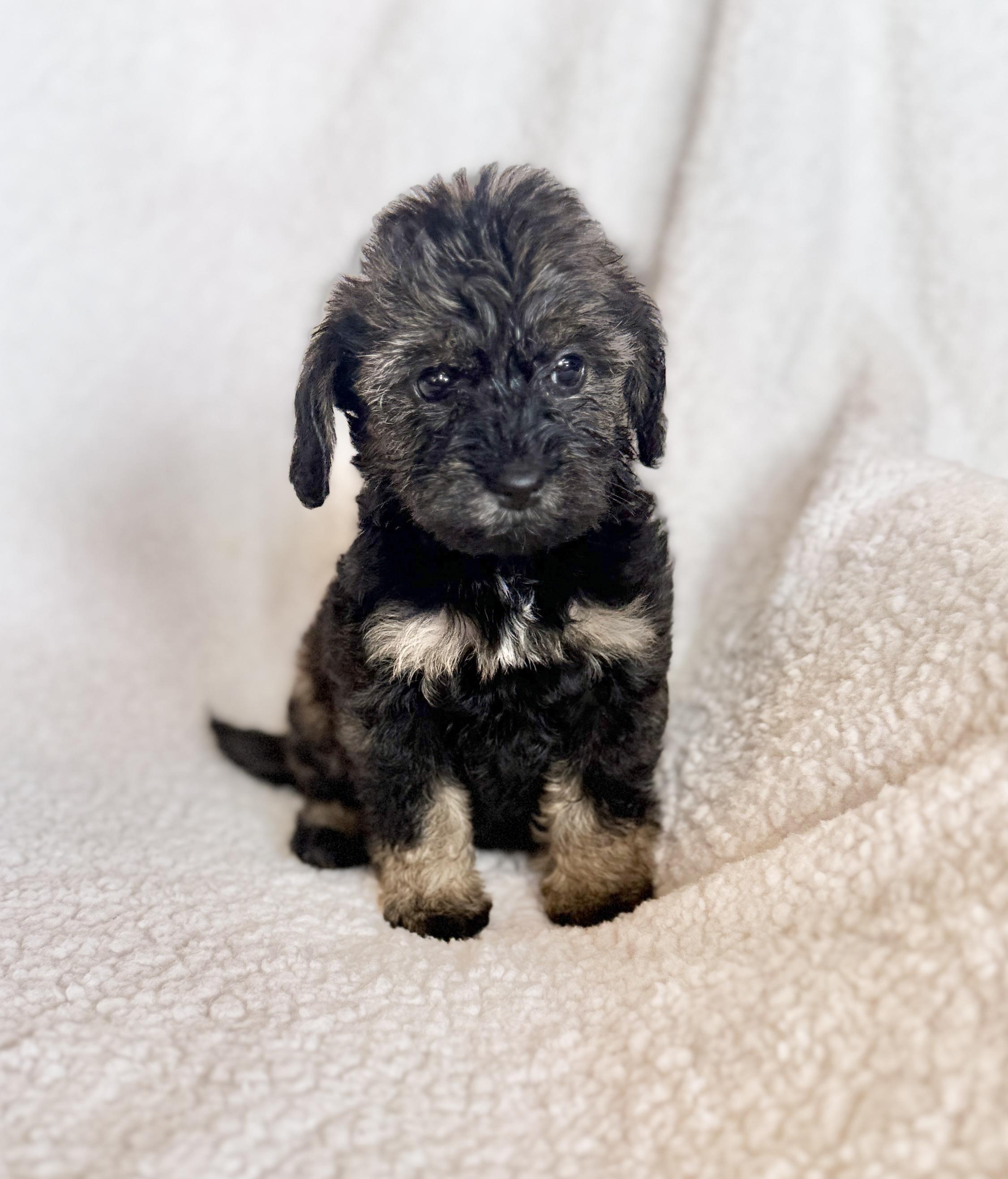 Enlarge Penelope, an adopted mixed breed in Hustisford , WI image 3/3