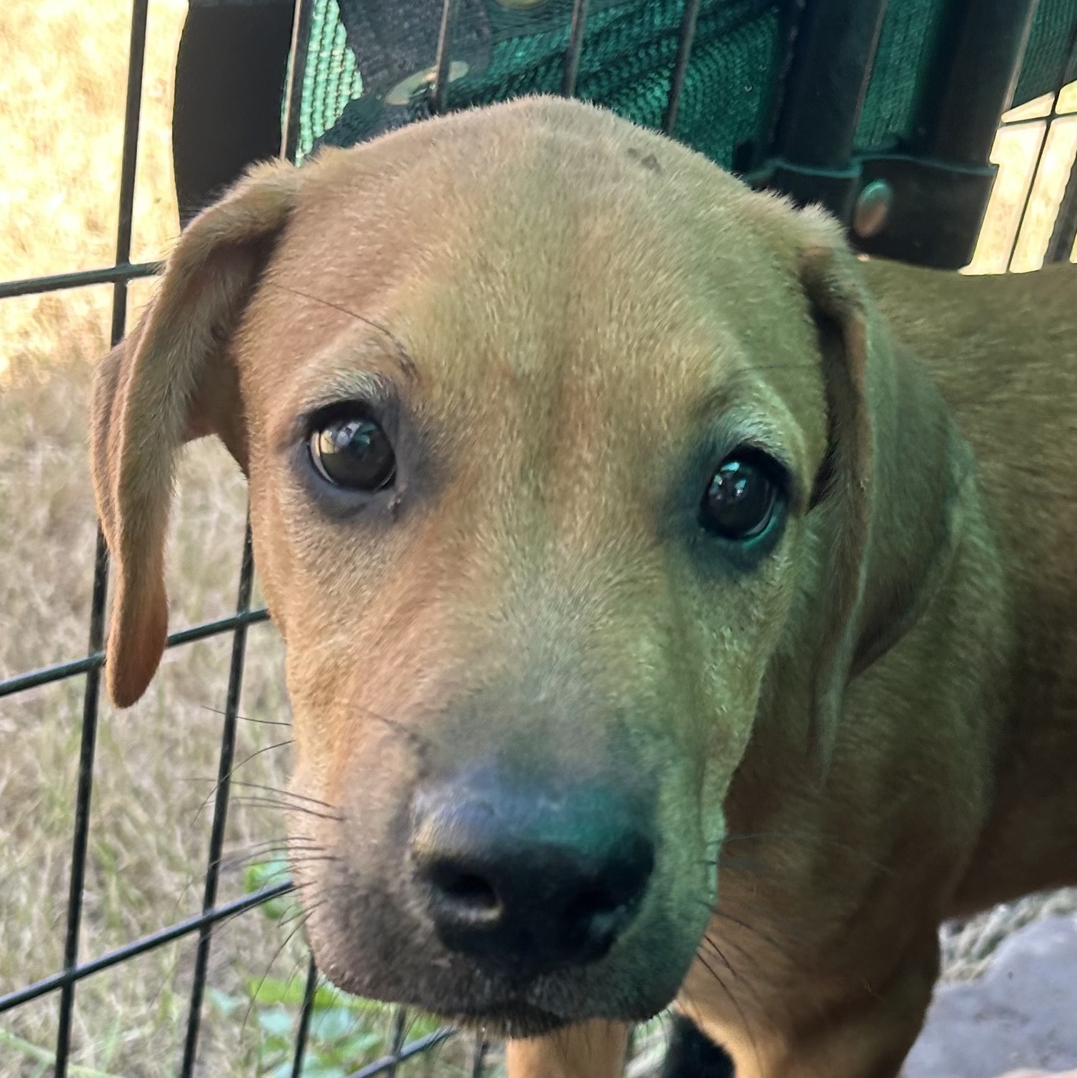 Carmone, an adoptable Black Mouth Cur in Harlingen, TX, 78550 | Photo Image 2