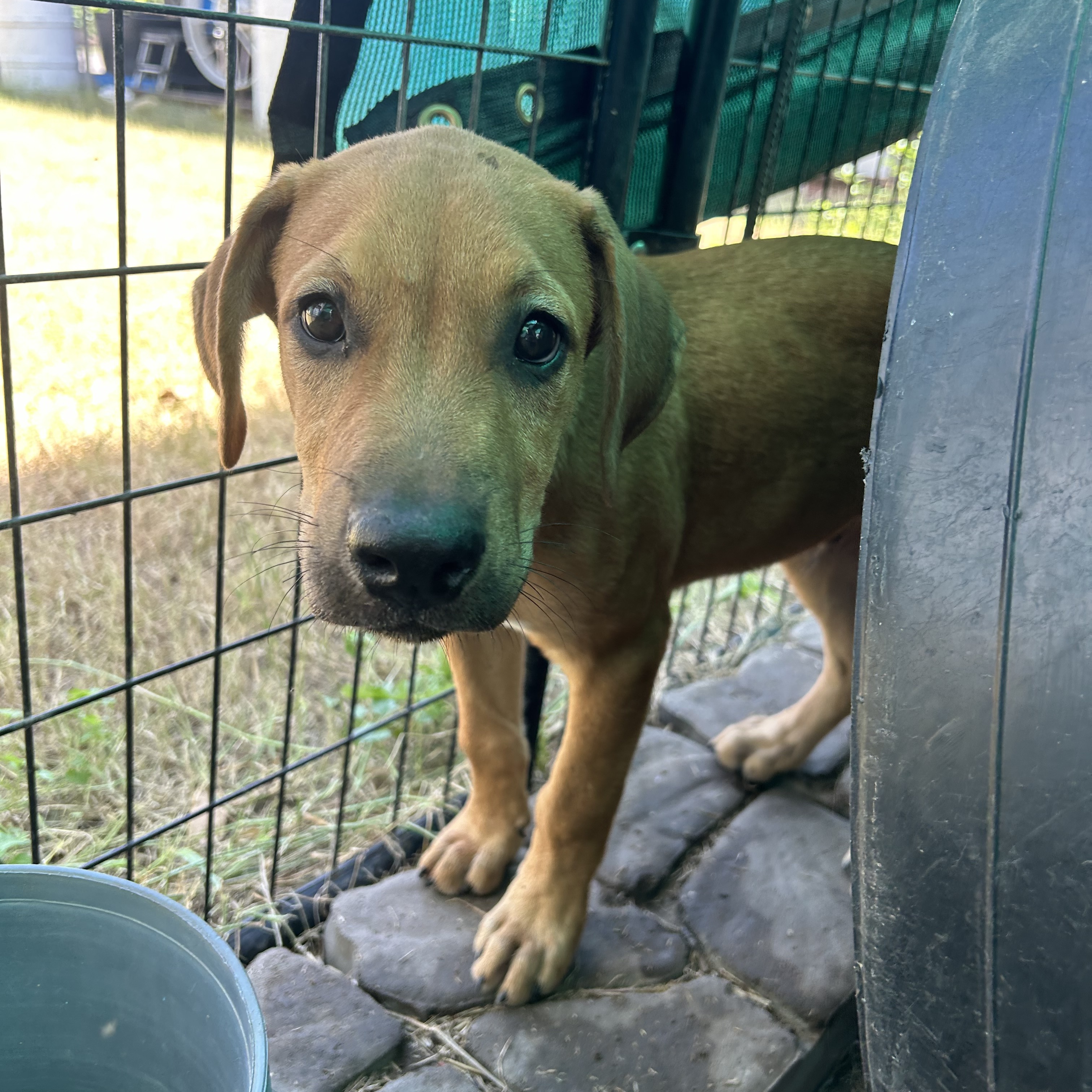 Carmone, an adoptable Black Mouth Cur in Harlingen, TX, 78550 | Photo Image 3