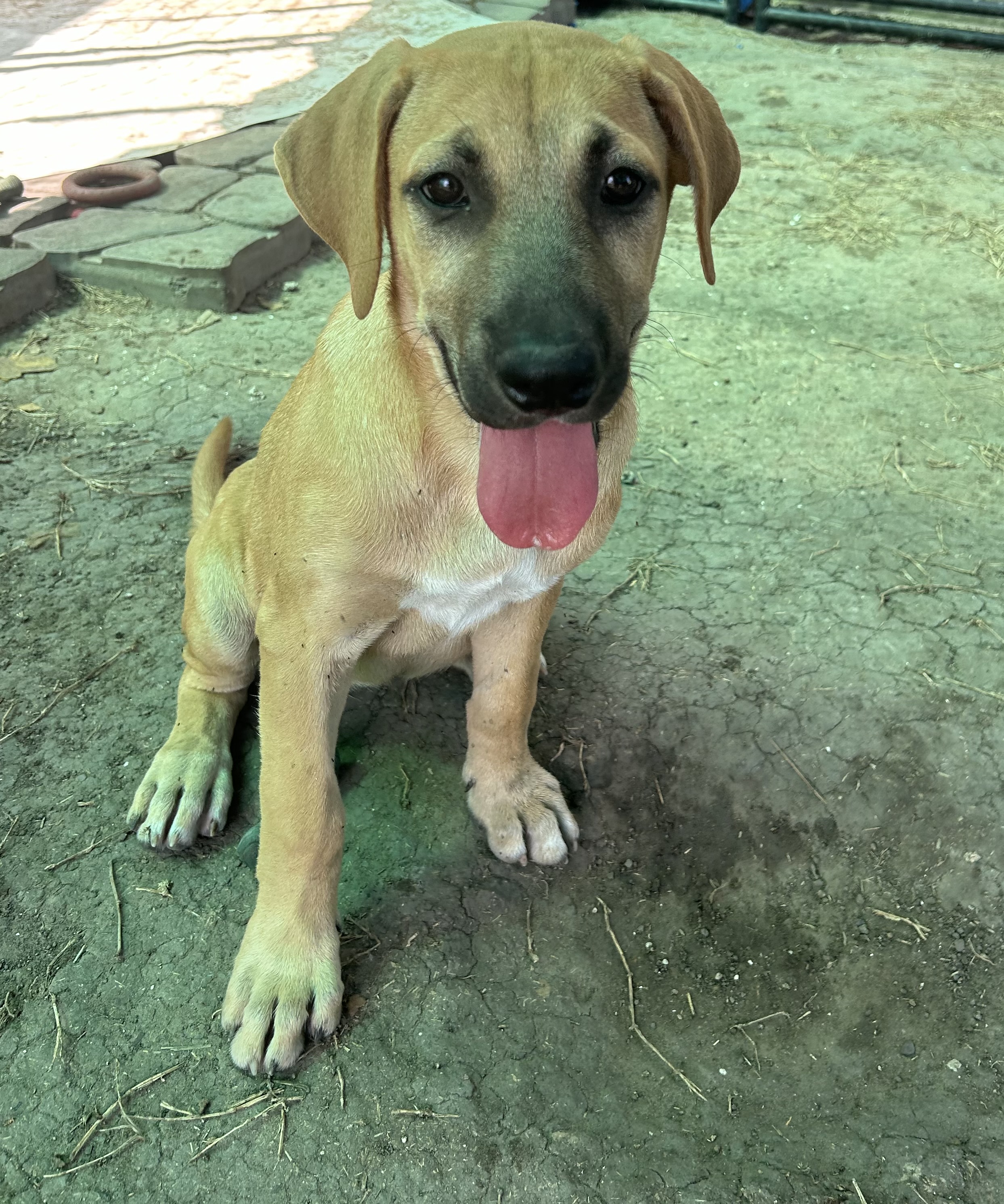 Carmone, an adoptable Black Mouth Cur in Harlingen, TX, 78550 | Photo Image 1
