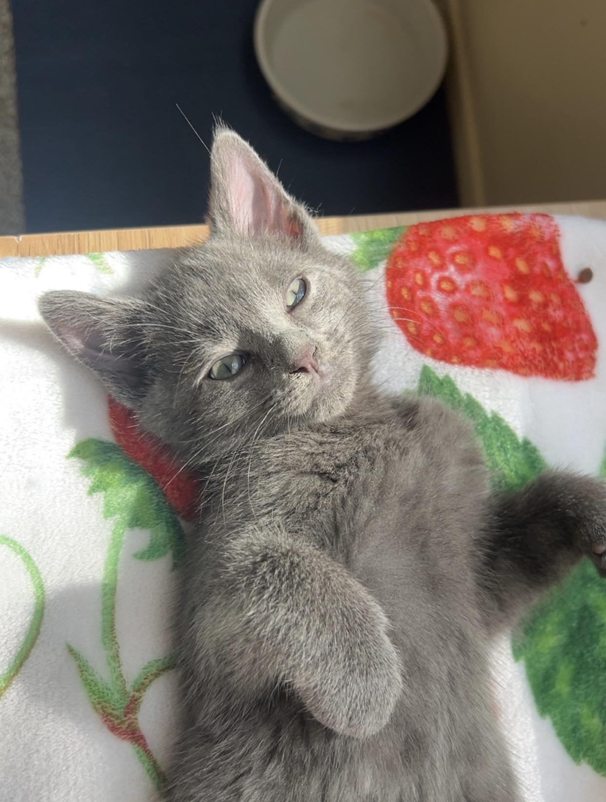 Enlarge Perry, a Adoptable Domestic Short Hair in Battle Creek, MI image 4/5