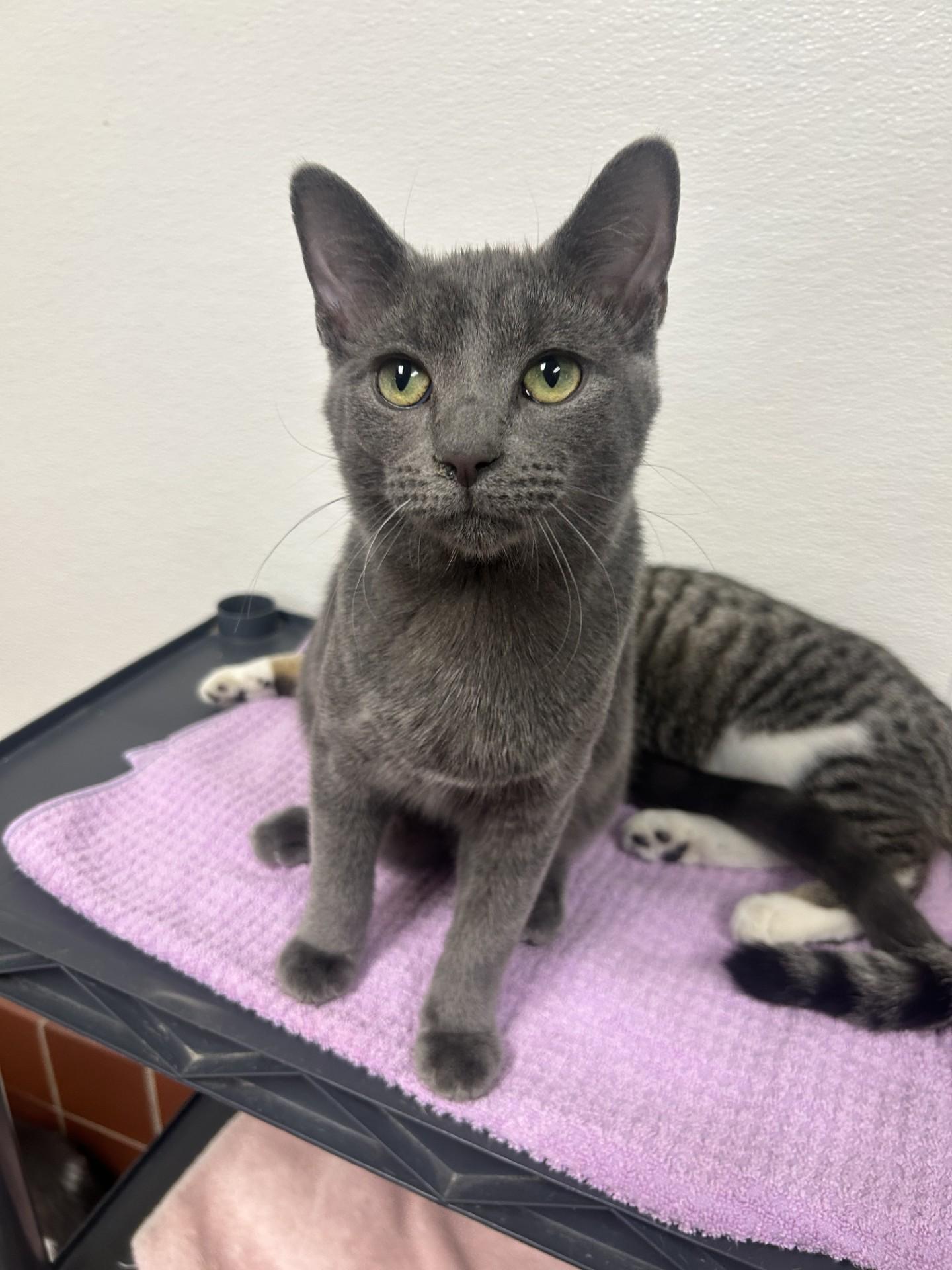 Enlarge Perry, a Adoptable Domestic Short Hair in Battle Creek, MI image 5/5