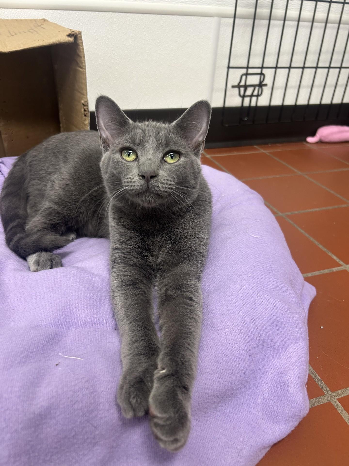 Enlarge Perry, a Adoptable Domestic Short Hair in Battle Creek, MI image 3/5